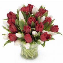 Red and White Tulips in Vase