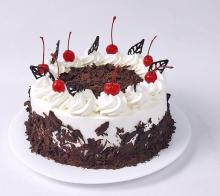 Frosty Forest Cake